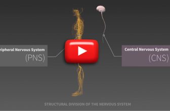 Funciones del SISTEMA NERVIOSO